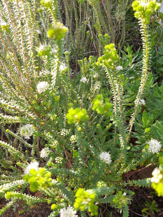 Mountain View Swellendam Lejlighed Eksteriør billede