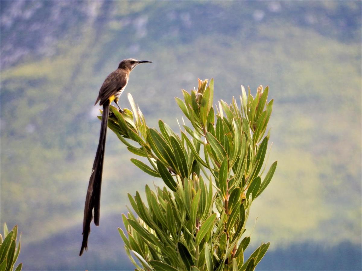 Mountain View Swellendam Lejlighed Eksteriør billede
